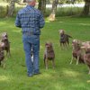 hundetreffen 03.09.2016 583